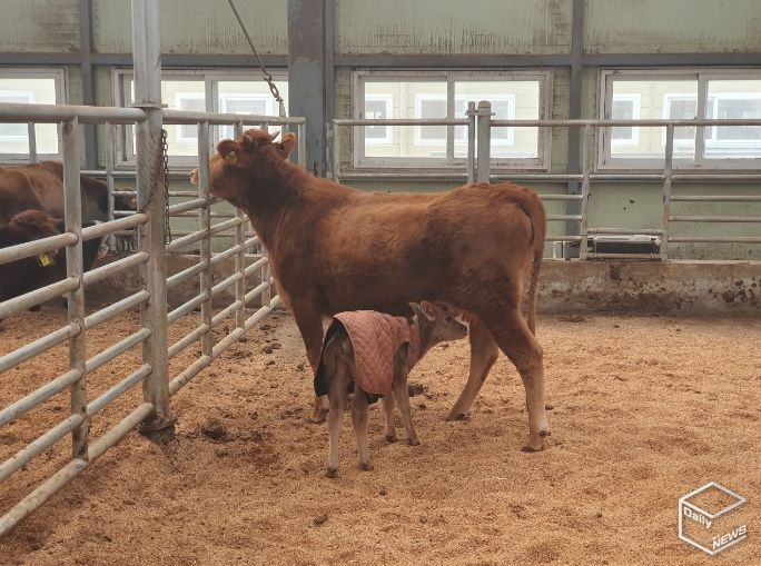 저지 송아지 생산