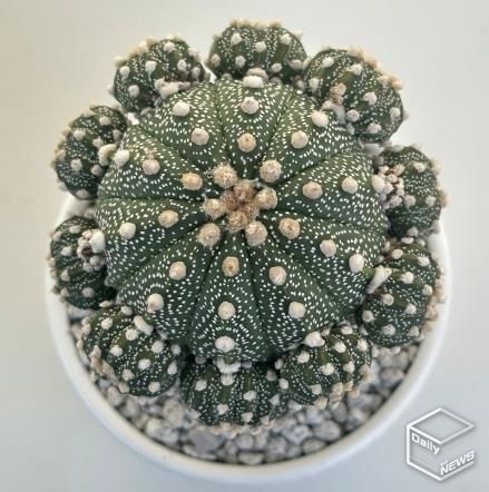 아스트로피튬 쿠키볼