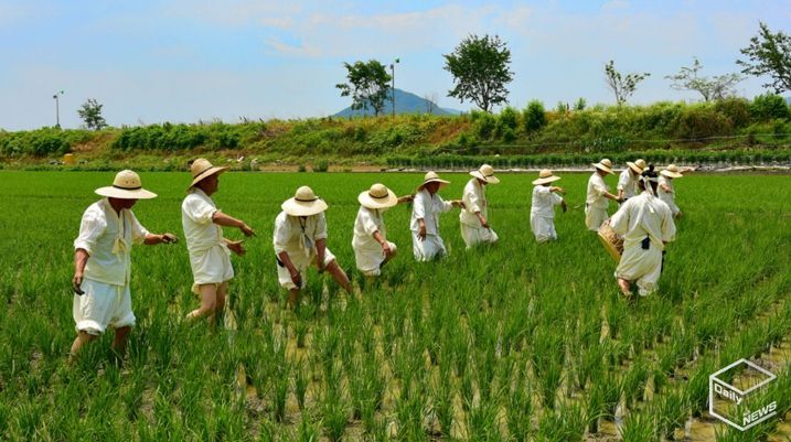 용인특례시 향토무형유산으로 지정된 '백암농요' 논매기 모습