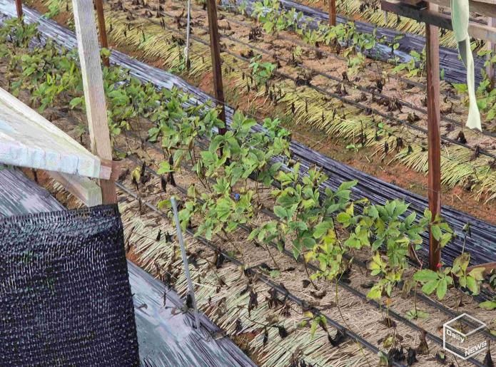 안성시, 농업시설 폭설·한파 사전대비 및 현장점검 실시