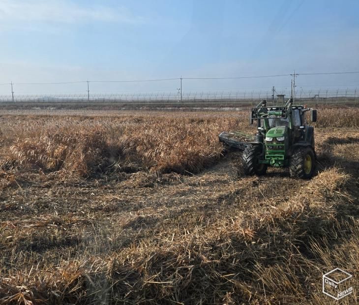 한강하구 자생 갈대 수거