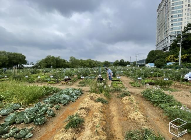 용인특례시는 오는 2월 3일부터 13일까지 용인시민농장에서 텃밭을 가꿀 도시농부 총 815팀을 모집한다