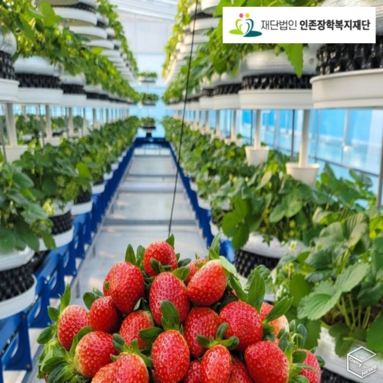 딸기 식물공장