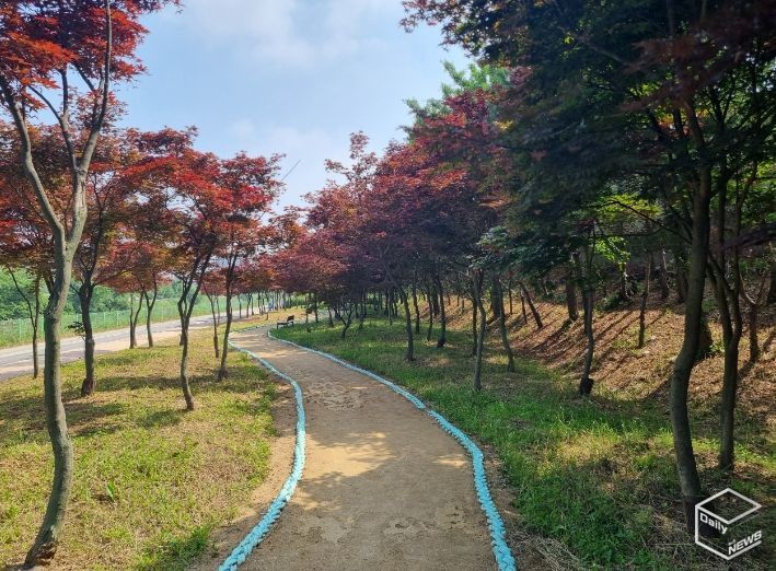 김포 홍단풍 나무숲길