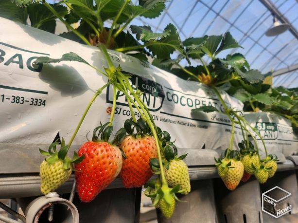 우량계통 20-20-115 재배전경