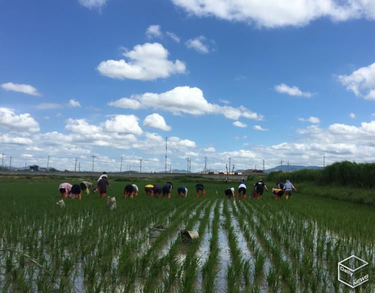 권선구 평리동 일대 논에서 농업인과 시민들이 친환경 김매기 활동을 하고 있다